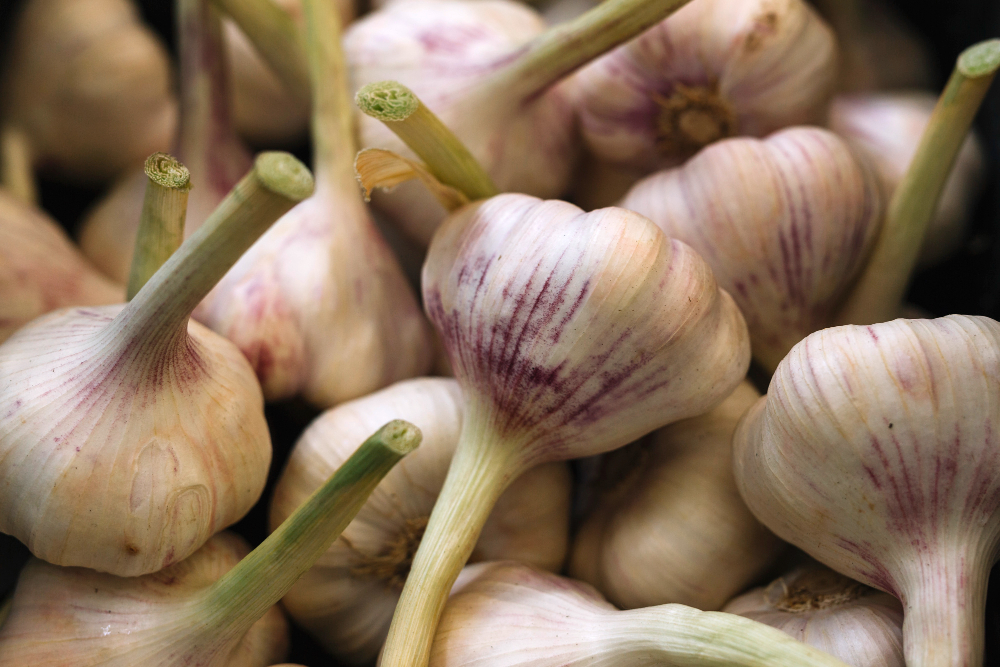 Fresh Aromatic Garlic Bulbs