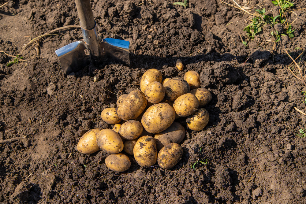 Digging Potatoes Harvest Potatoes Farm Environmentally Friendly Natural Product