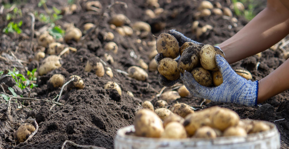 Potatoes Grown His Garden Farmer Holds Vegetables His Hands Food Selective Focus
