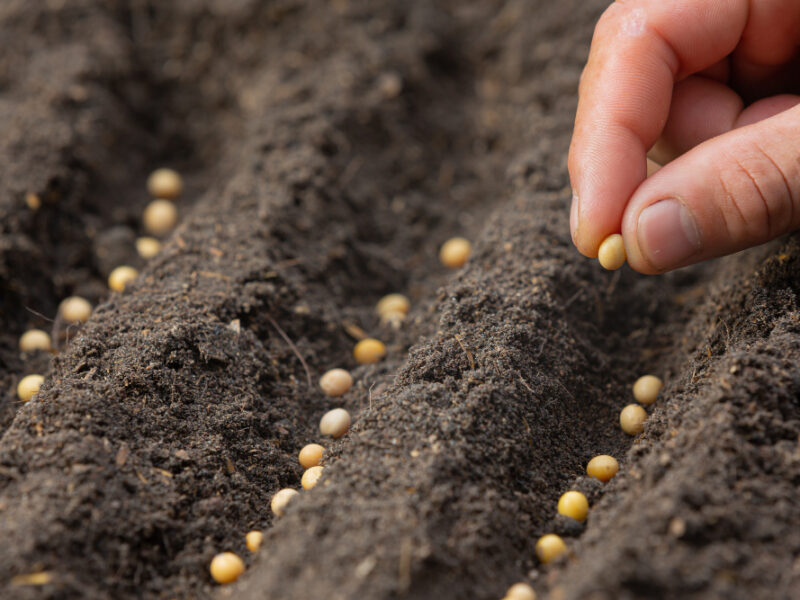 Close Up Picture Hand Holding Planting Seed Plant