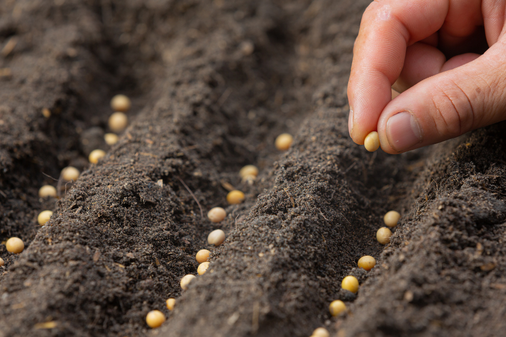 Close Up Picture Hand Holding Planting Seed Plant