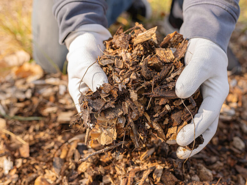 Hands Man Gardening Gloves Put Wood Chip Mulch Into Bag Recycling Recycled Wood Mulching