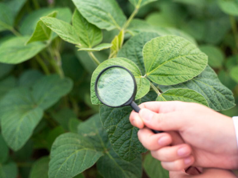 Close Up View Hands Holding Magnifying Glass Checking Soybean Leaf