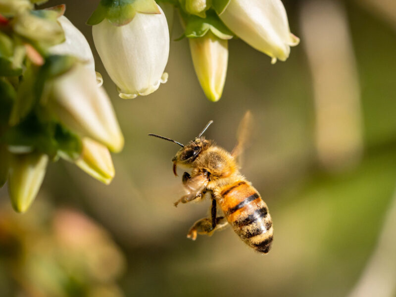 Closeup Shot Bee Flying Pollinate White Flowers