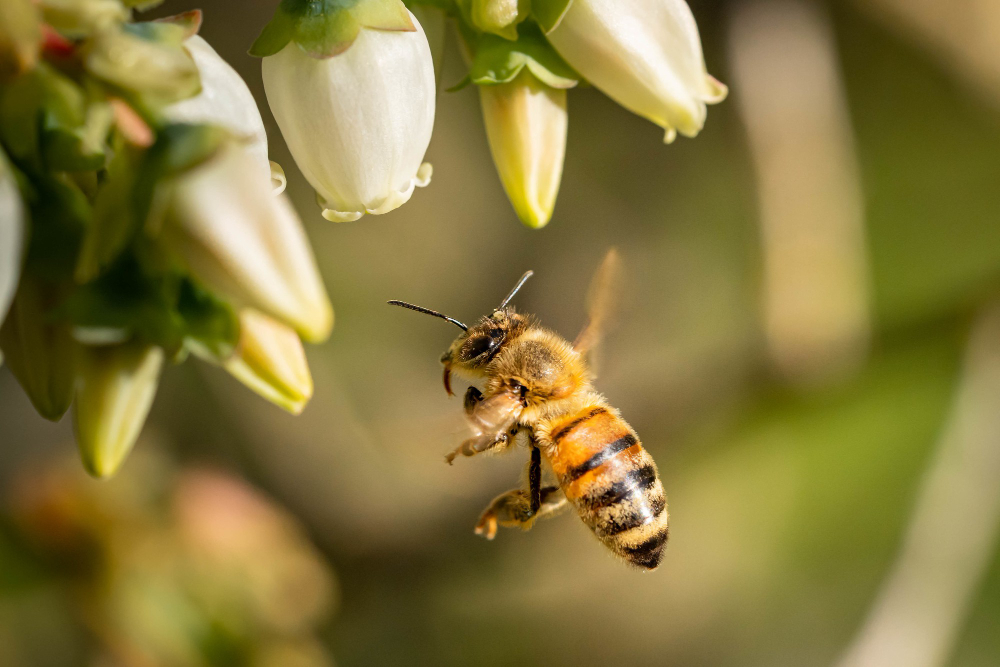 Closeup Shot Bee Flying Pollinate White Flowers