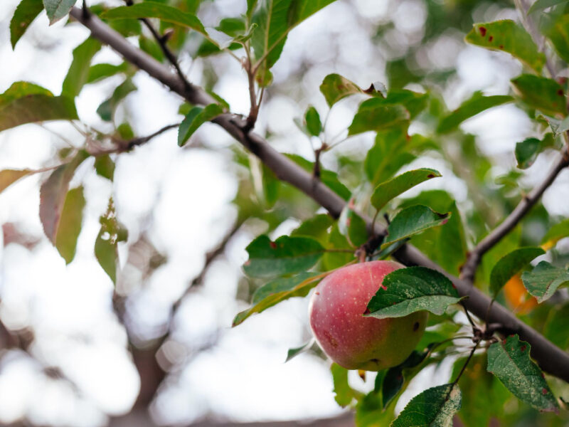 Apple Tree