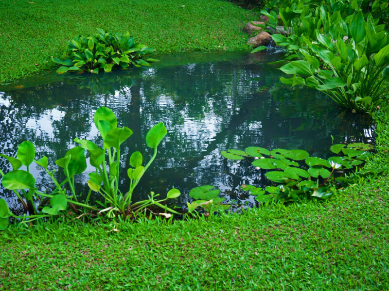 Small Pond As Part Landscaping With Aquatic Grass Green Plants Water Surrounded By Lush Vegetation