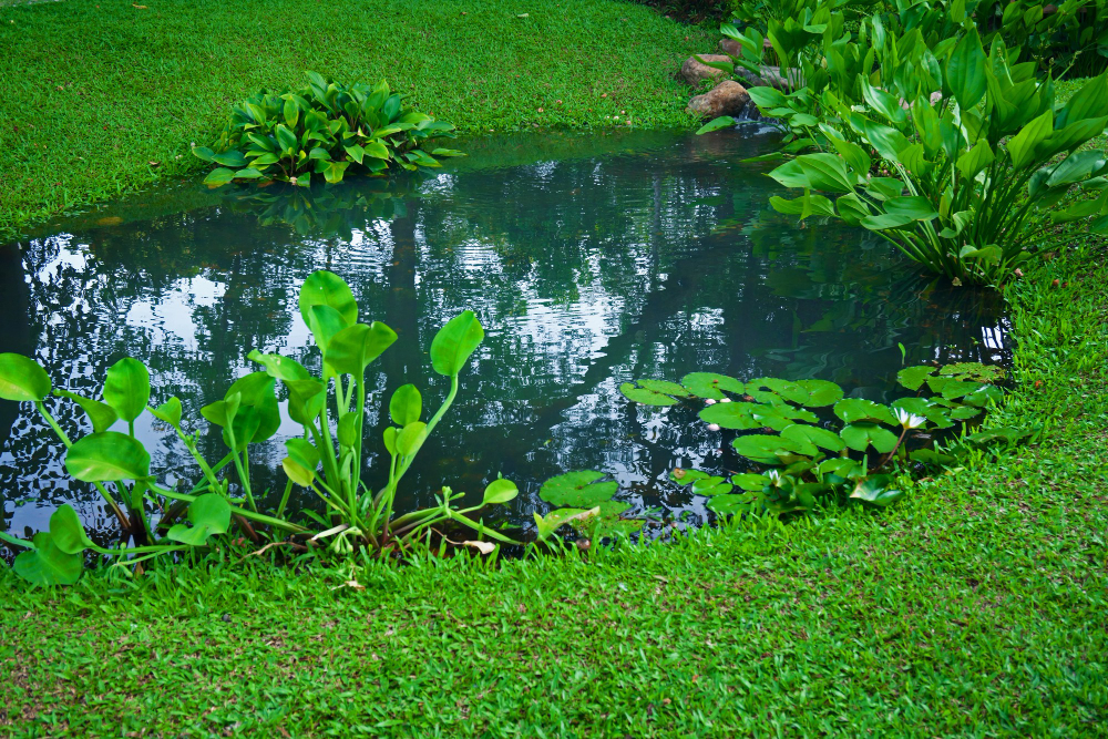 Small Pond As Part Landscaping With Aquatic Grass Green Plants Water Surrounded By Lush Vegetation
