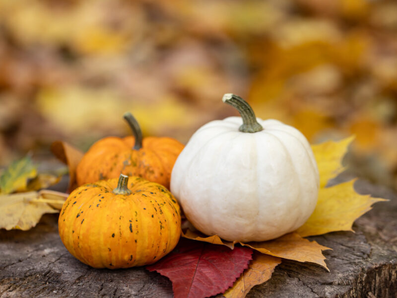 Small Pumpkins Stump Autumn Forest