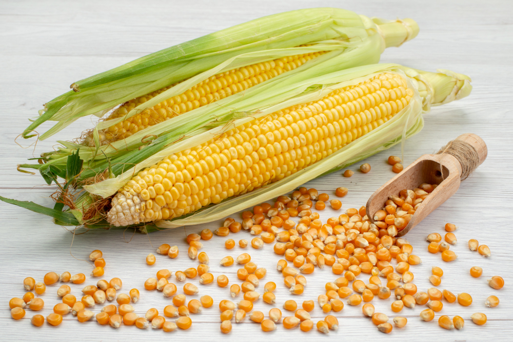 Front View Raw Yellow Corns With Peels Corn Seeds White Corn Food Meal Raw