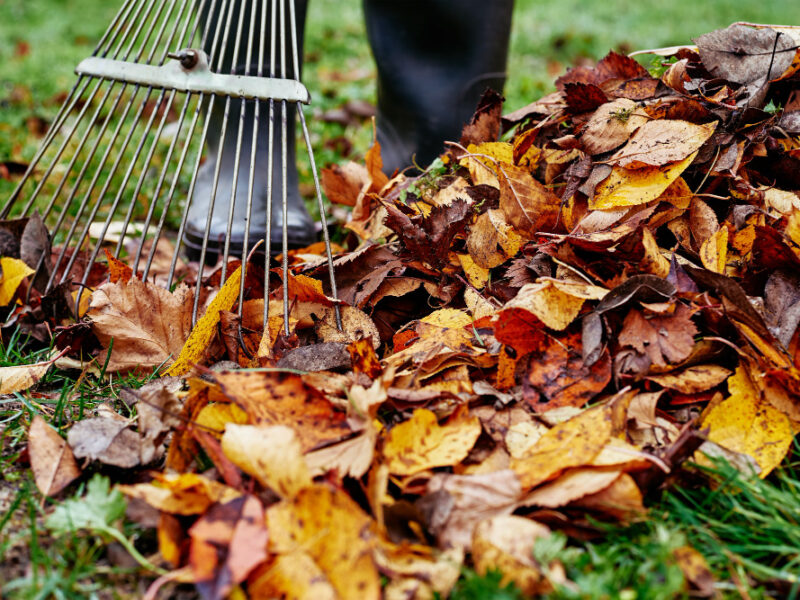 Woman Raking Pile Fall Leaves Garden With Rake