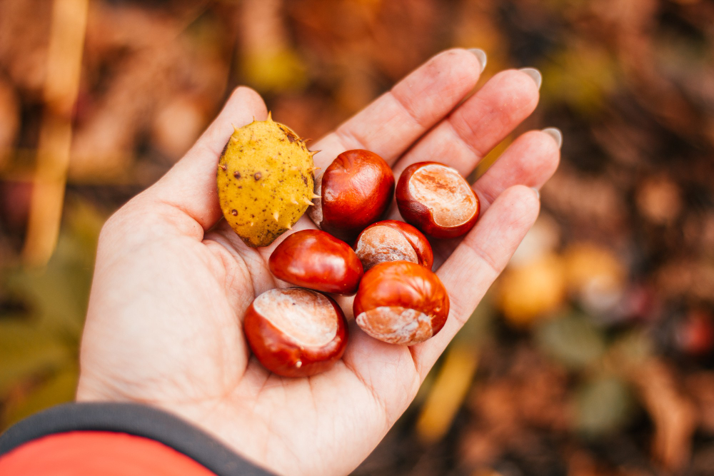 Handful Chestnuts Hand Collection Fall