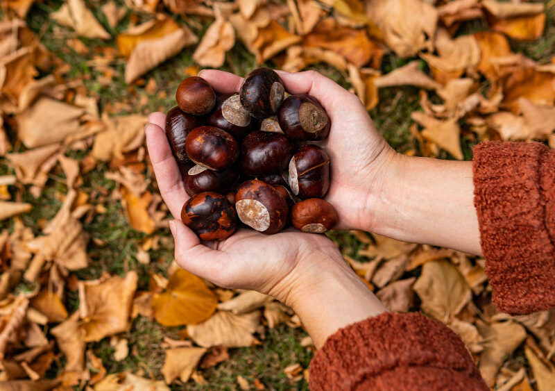 White Woman Hands Holding Bunch Chestnuts With Brown Leaves Background Close Up