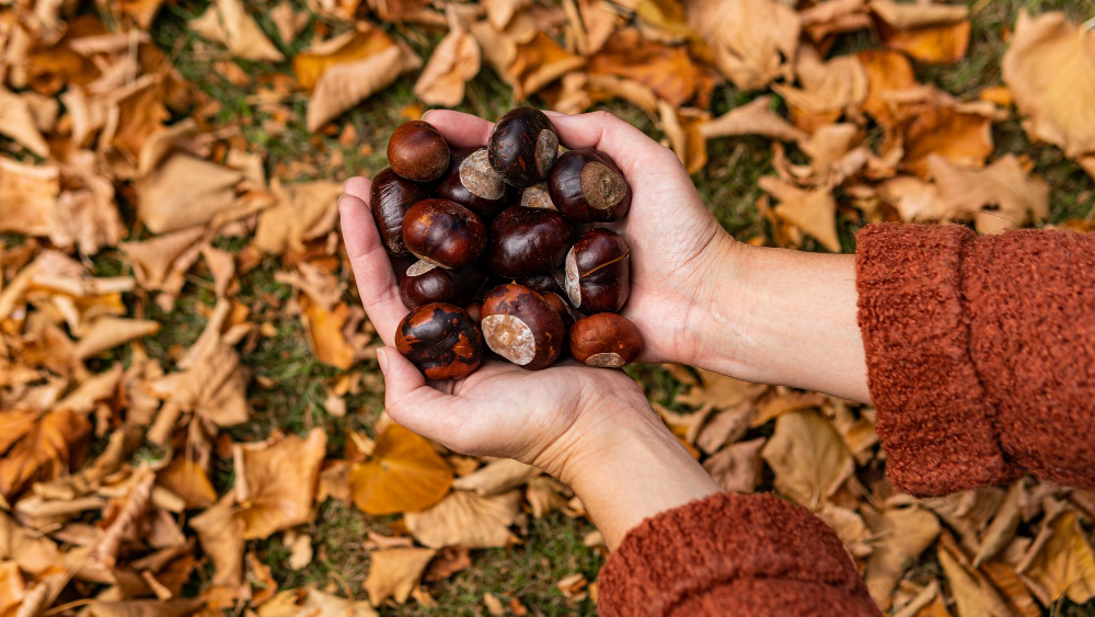 White Woman Hands Holding Bunch Chestnuts With Brown Leaves Background Close Up