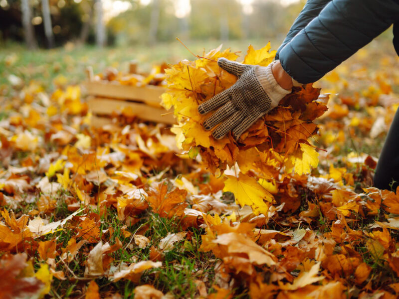 Harvesting Autumn Leaves Man Cleans Autumn Park From Yellow Leaves Cleaning Seasonal Gardening