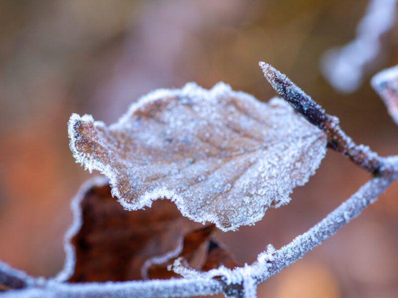 Closeup Frozen Leaf