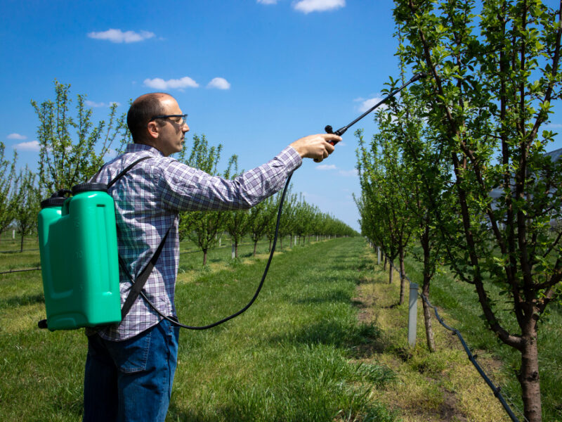 Male Agronomist Treating Apple Trees With Pesticides Orchard