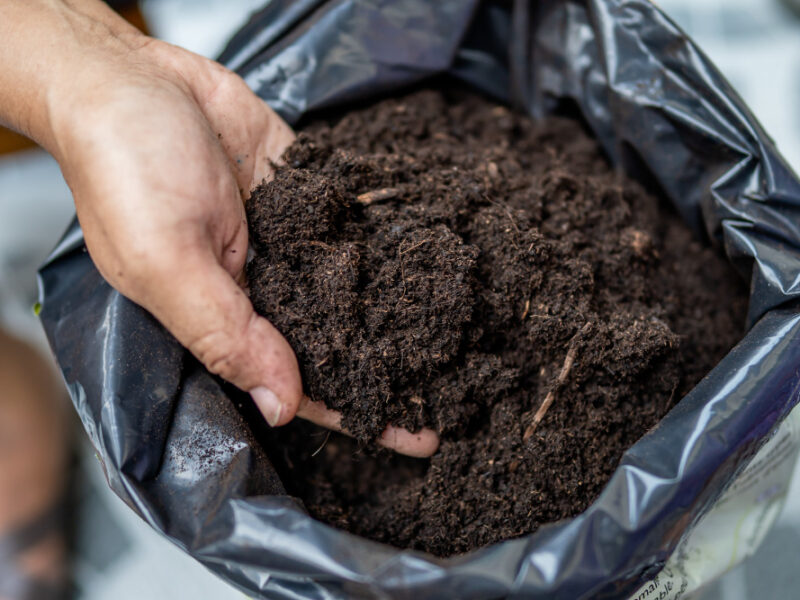 Asian Woman Holding Peat Moss Organic Matter Improve Soil Horticultural Plant Growing