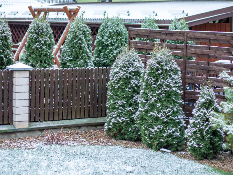 Snow Wood Deck Fence With Evergreens Background