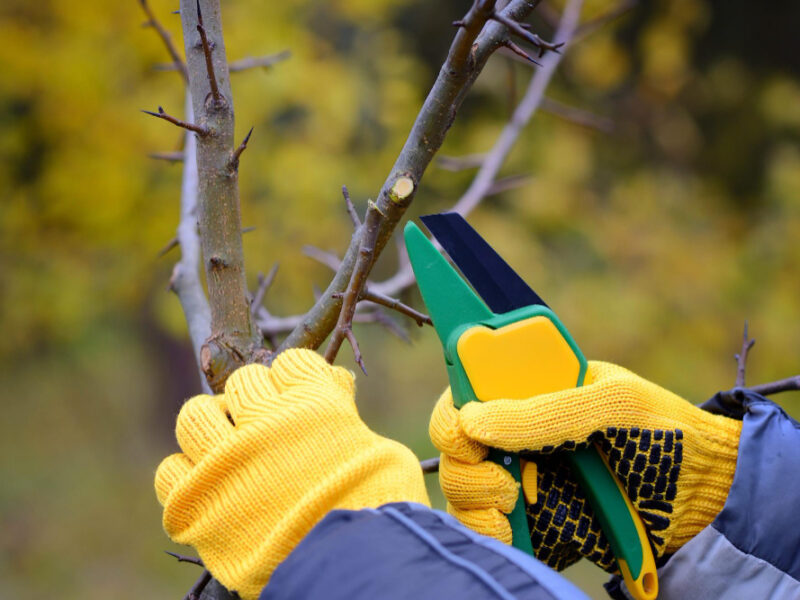 Hands With Gloves Gardener Doing Maintenance Work Pruning Trees Autumn