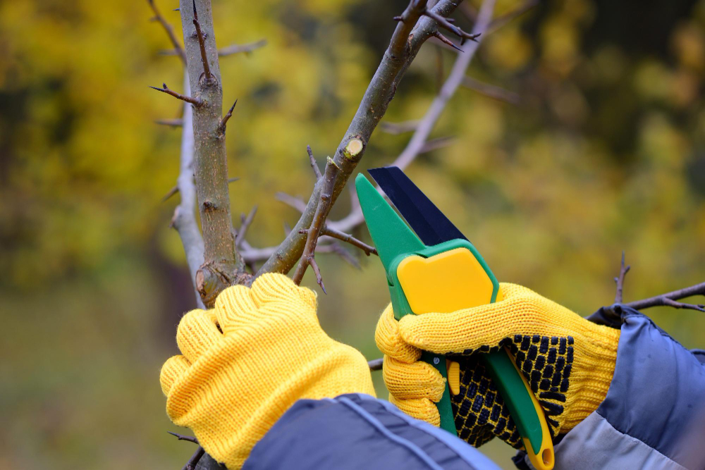Hands With Gloves Gardener Doing Maintenance Work Pruning Trees Autumn