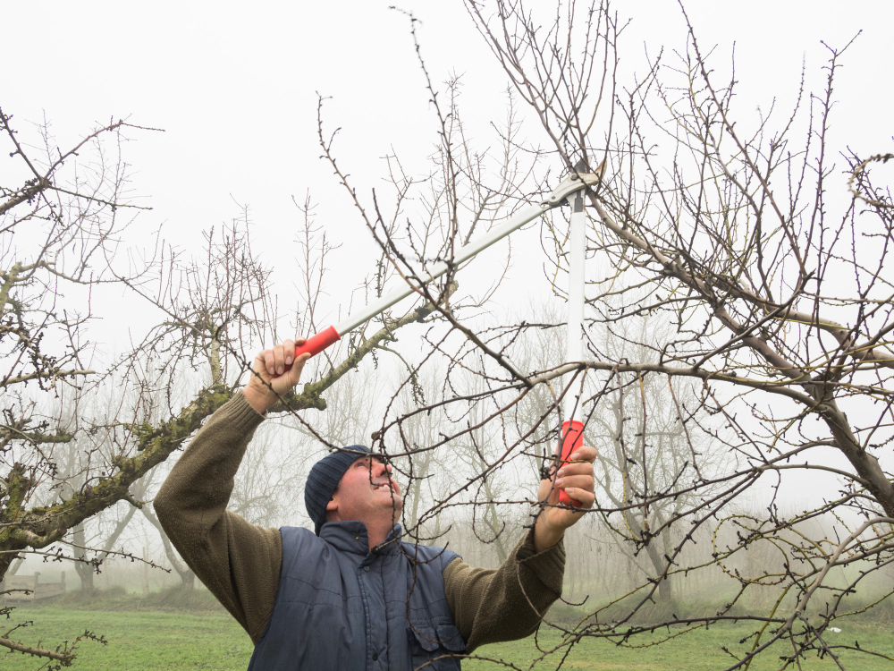 Older Man With Wool Cap Pruning Fruit Trees With Shears Foggy Day