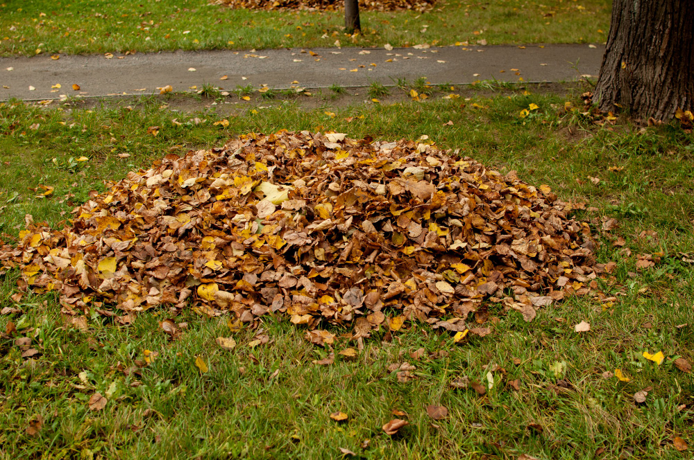 Pile Fallen Leaves Green Lawn