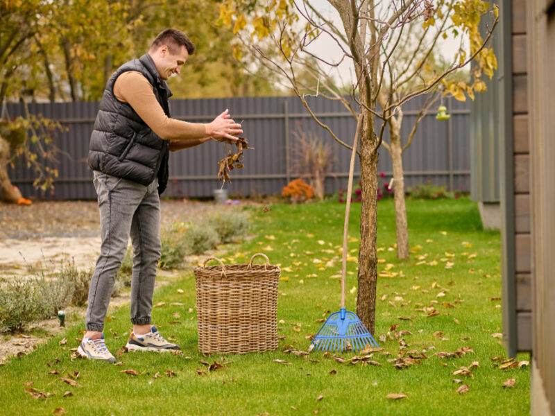 Leaves Basket Smiling Young Adult Man Standing Sideways Camera Sprinkling Leaves Wicker Basket Green Lawn Garden Autumn Day