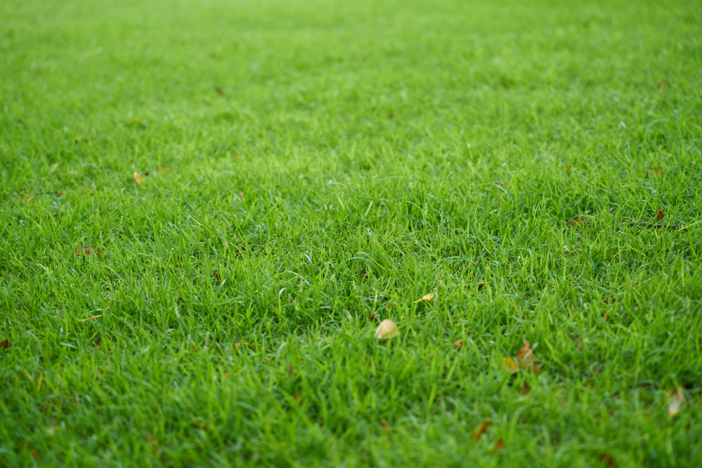 Nature Texture Backgrounds Summer Grass
