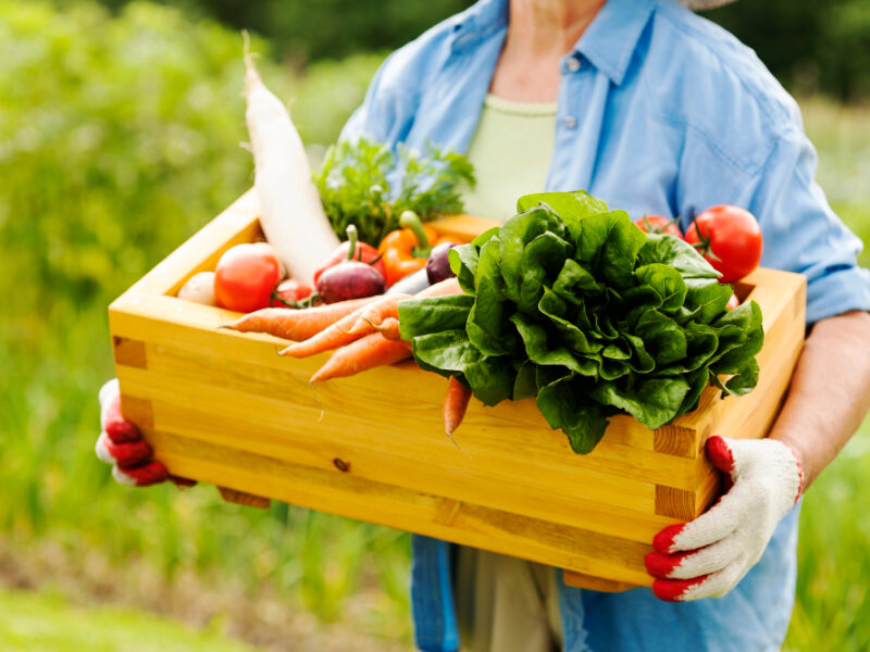 Senior Woman Holding Box With Vegetables