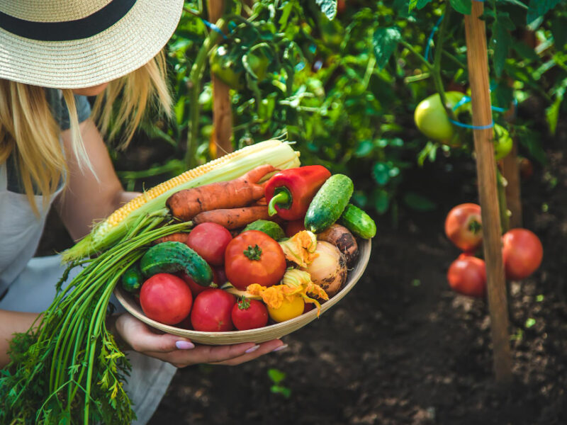 Farmer Woman Harvests Vegetables Garden Selective Focus