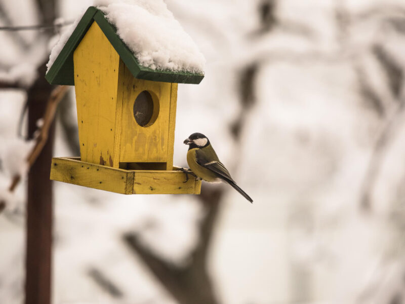 Birds Feeder