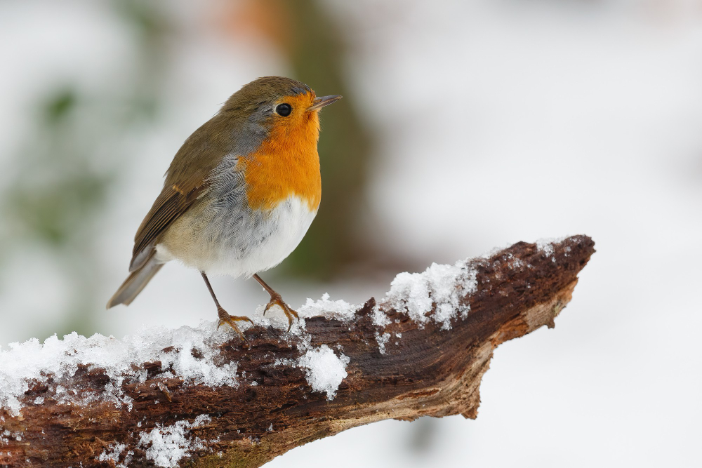 Closeup Shot Robin Bird Perched Tree Branch Covered With Snow