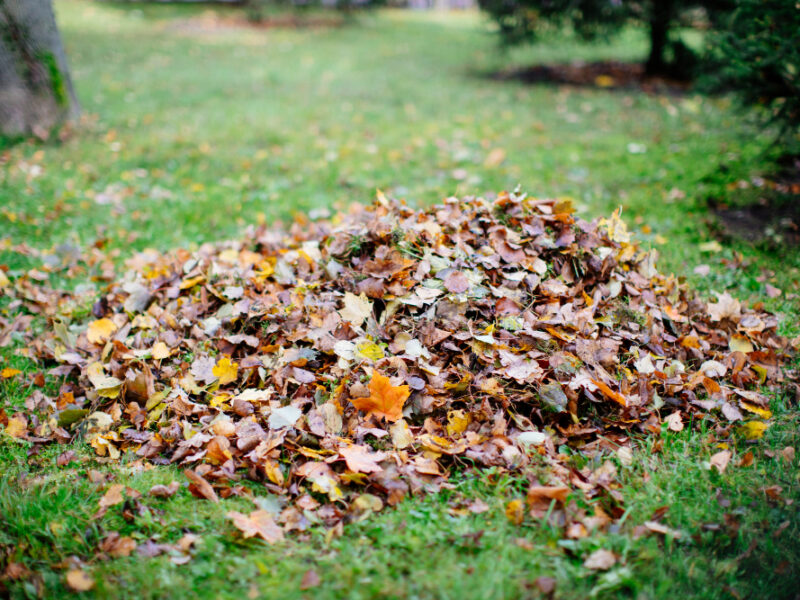 Dry Foliage Collected Heaps During Cleaning Autumn