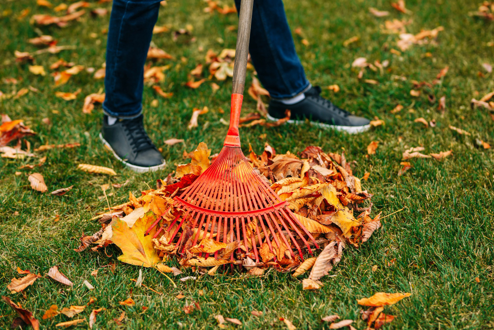 Rake With Fallen Leaves Autumn Gardening Cold Season Cleaning Yellow Leaves Fall