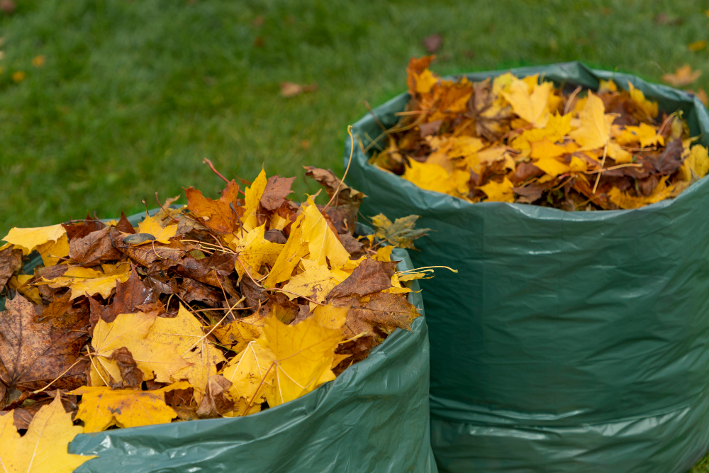 Maple Leaves Fallen Autumn Are Collected Biodegradable Bag Prepared Further Composting Environment Protection Zero Waste Concept
