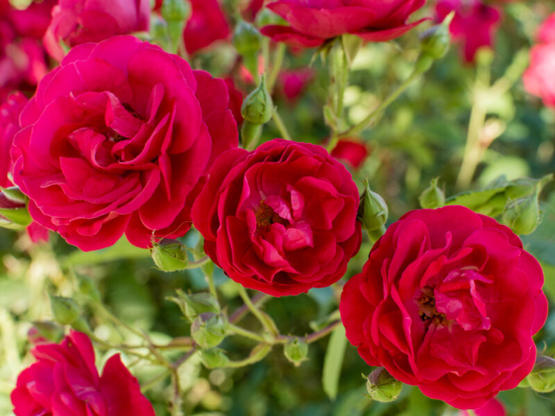 Close Up Pretty Set Rose Petals
