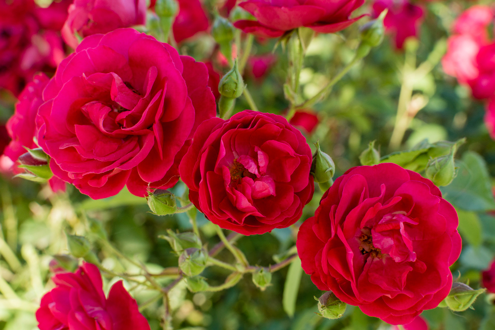 Close Up Pretty Set Rose Petals