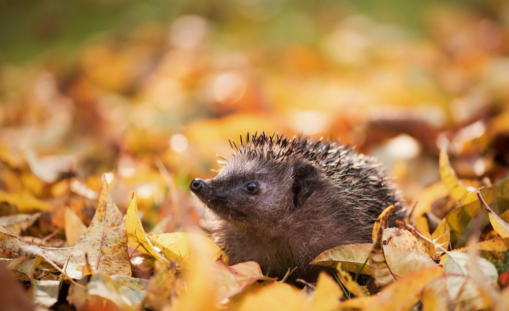 Cute Hedgehog Yellow Leaves Forest Autumn