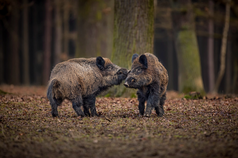 Wild Boar Nature Habitat Dangerous Animal Forest Czech Republic Nature Sus Scrofa