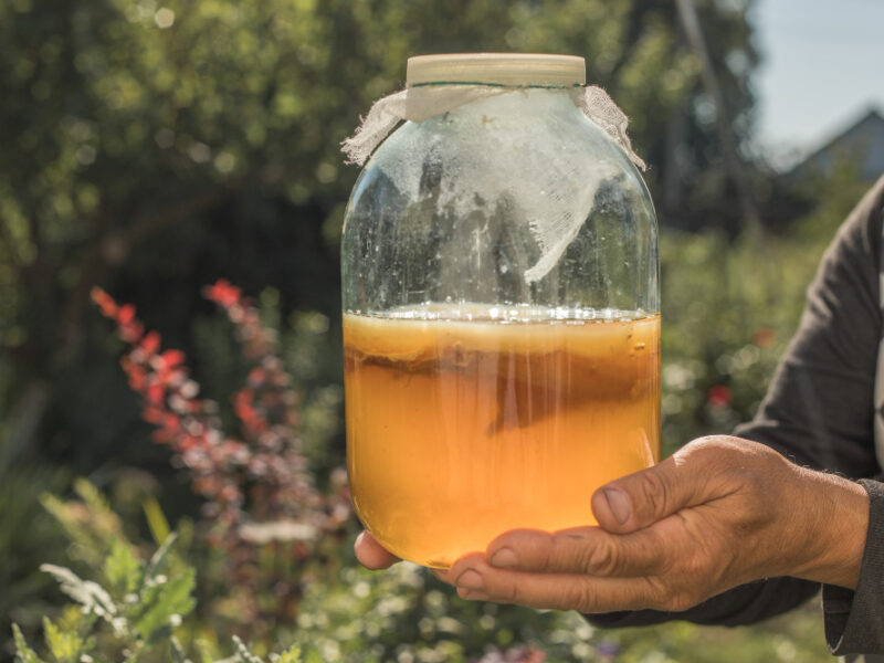 Homemade Fermented Kombucha Cider Glass Kombucha Tea Are Source Probiotics High Antioxidants Contains Vitamins Minerals