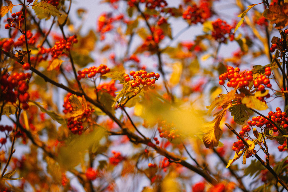 Autumn Background Red Rowan Berries Background Blue Sky