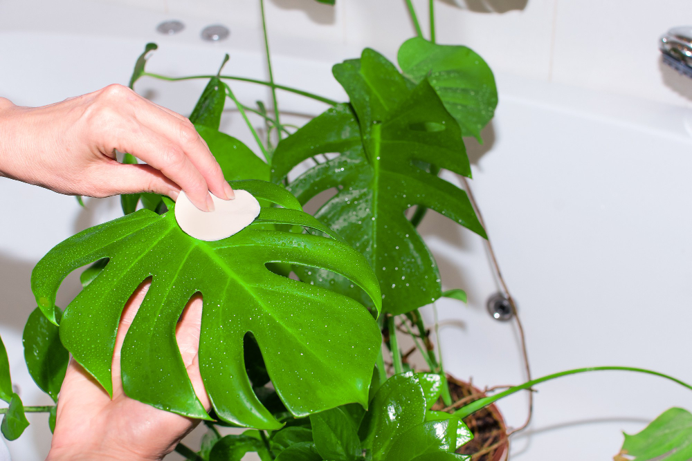 Gardening Home Woman Waters Washes Green Plants Home Bath