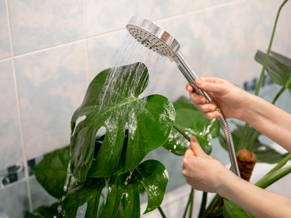 Washing Leaf Monstera From Dust Shower Bathroom Urban Jungle House Plant Care Concept Caucasian Woman Washing Dust From Large Monstera Leaves With Water Drops From Shower