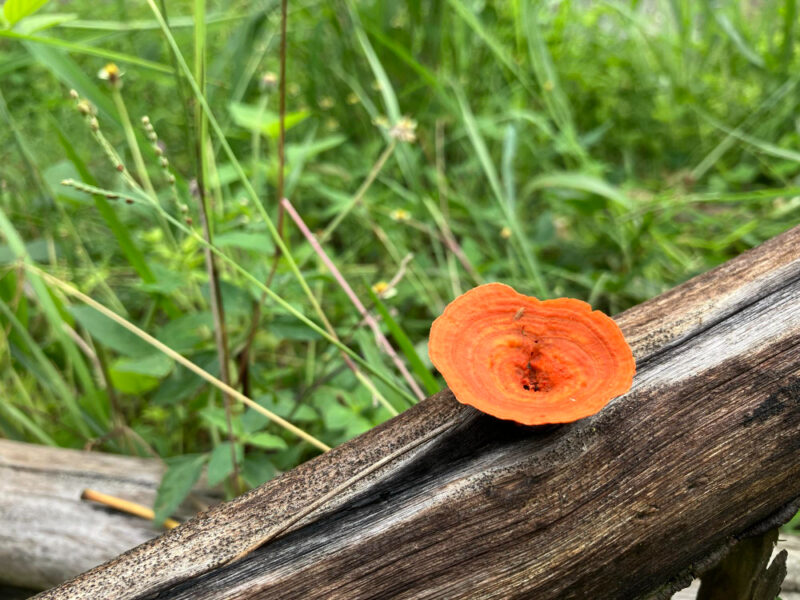 Closeup Orange Mushroom Growing Decaying Tree Against Backdrop Verdant Grass