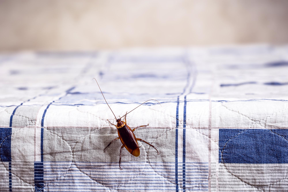 Cockroach Climbing Clean Bed Bug Problems Home Copy Space