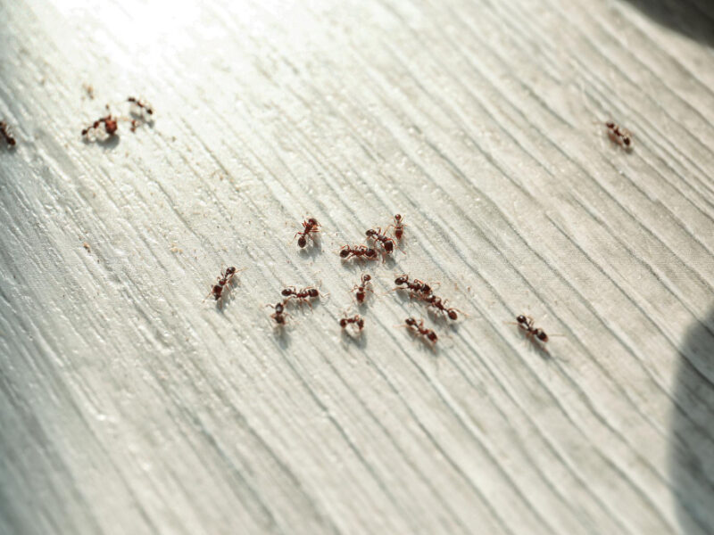 Many Black Ants Floor Home Pest Control
