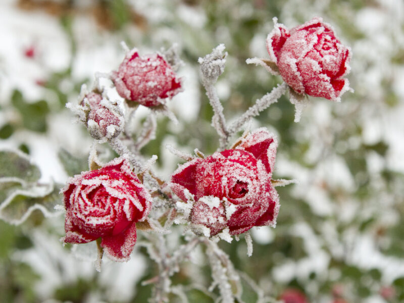 Selective Focus Shot Red Roses With Frost