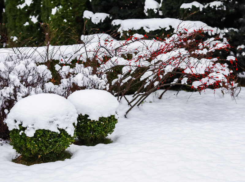 Winter Garden With Decorative Shrubs Shaped Yew Boxwoods Buxus Covered With Snow Gardening Concept (1)