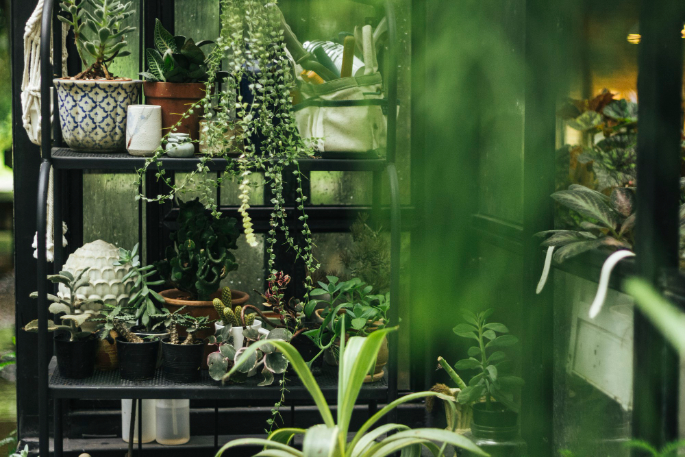 Green Plants Glasshouse
